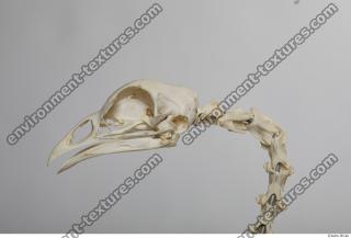 hen skeleton 0006